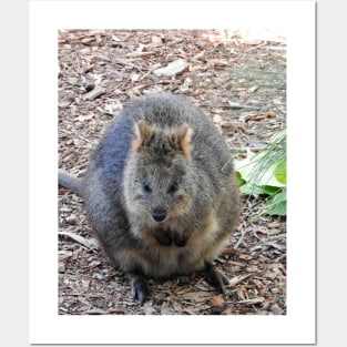 Quokka Posters and Art